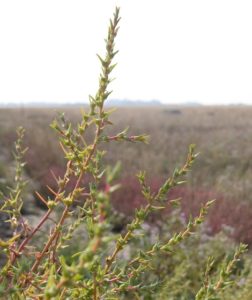 Salsola soda